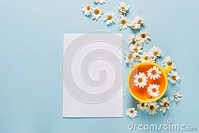 A mug of flowered chamomile tea and a blank empty sheet of white paper on a blue background with spread out flowers. Stock Photo