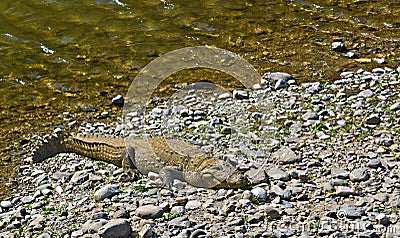 Mugger Crocodile - Crocodylus palustris Stock Photo