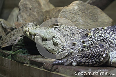 Mugger crocodile Stock Photo