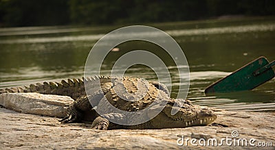 Mugger crocodile sleeping on Rock in ranganathittu bird sanctuary Stock Photo