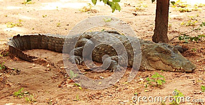 Mugger or marsh crocodile Stock Photo