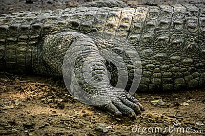 Mugger Or Marsh Crocodile Living At The Madras Crocodile Bank Trust and Centre for Herpetology, ECR Chennai, Tamilnadu Stock Photo