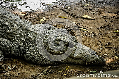 Mugger Or Marsh Crocodile Living At The Madras Crocodile Bank Trust and Centre for Herpetology, ECR Chennai, Tamilnadu Stock Photo