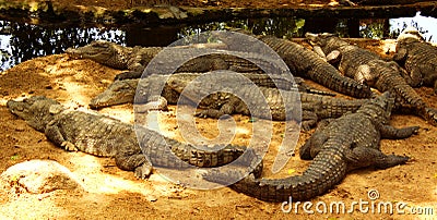 Mugger or marsh crocodiles Stock Photo