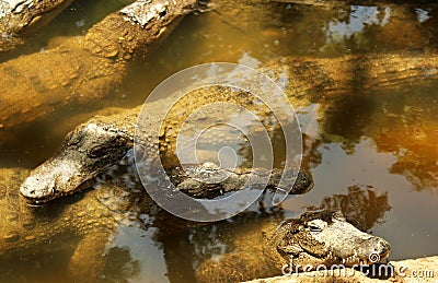 Mugger or marsh crocodiles waiting for food Stock Photo