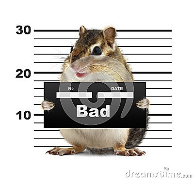 Mugshot background with rodent Stock Photo