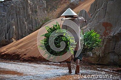 Vietnamese woman carries her herbs Editorial Stock Photo