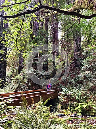 Muir Woods National Monument - 9/18/2017 -Tourist walk through giant Redwood trees at the Muir Woods National Monument just outsid Editorial Stock Photo