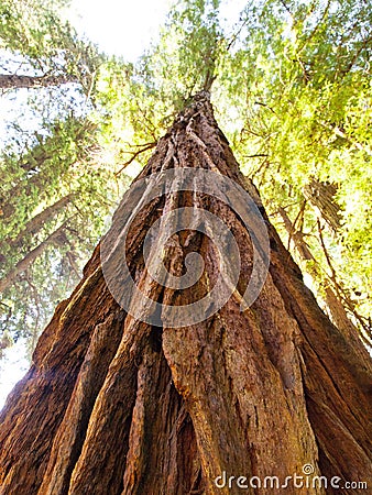 Muir Woods Redwood Tree looking up Stock Photo