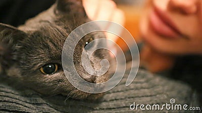 Mujer y gato Gato criado en línea pura gruñón feroz Animales domésticos nacionales divertidos Primer de los ojos de gato almacen de metraje de vídeo Mujer y gato Gato criado en línea pura gruñón feroz Animales domésticos nacionales divertidos Primer de los ojos de gato almacen de metraje de vídeo