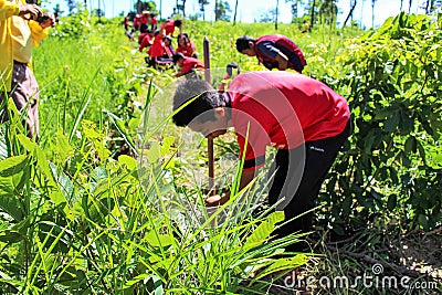 Reforestation activities Editorial Stock Photo