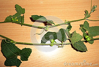 Mukia maderaspatana Madras pea pumpkin vine Stock Photo