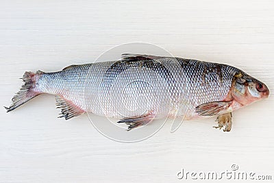 The muksun Coregonus muksun is a type of whitefish widespread in the Siberian Arctic waters. Stock Photo