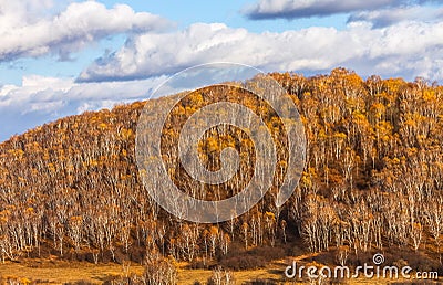 Mulan Wei Chang in autumn Stock Photo