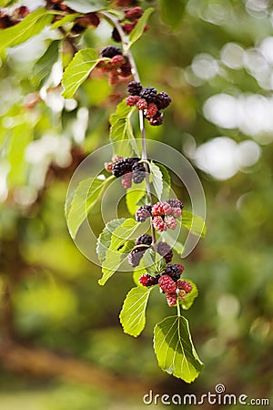 Mulberries Stock Photo