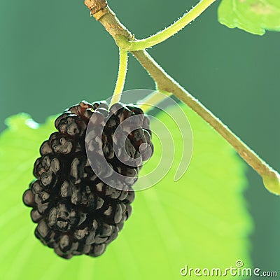 Mulberry, Stock Photo