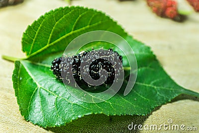 Mulberry Stock Photo