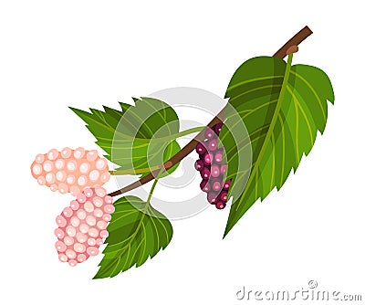 Mulberry Branch with Immature Pink Berries and Red Ones Vector Illustration Vector Illustration
