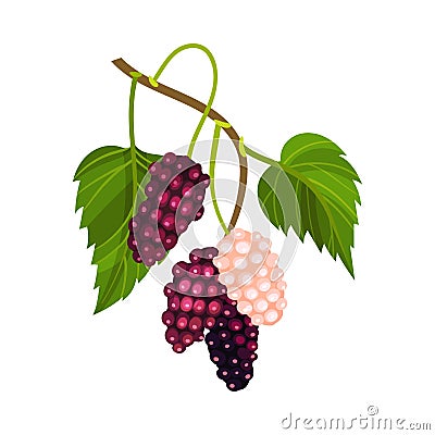 Mulberry Branch with Immature Pink Berries and Ripe Black Ones Vector Illustration Vector Illustration