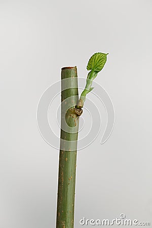 Mulberry cuttings Stock Photo