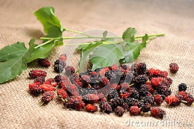 Mulberry fruit Stock Photo