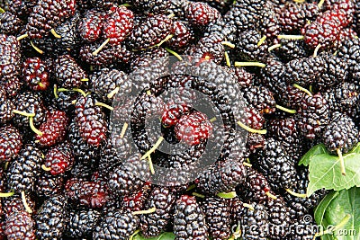 Mulberry fruits Stock Photo