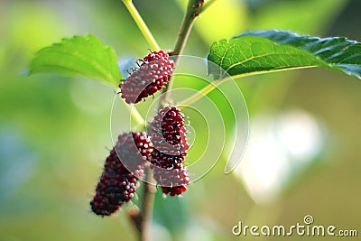 Mulberry fruits also known as Morus rubra for the red species Stock Photo