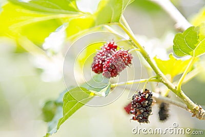 Mulberry fruits in nature backgrounds. Stock Photo