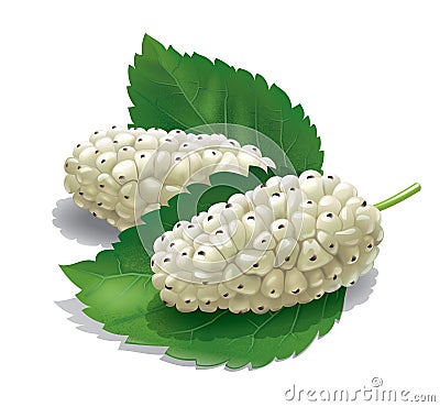 Mulberry illustration Vector Illustration