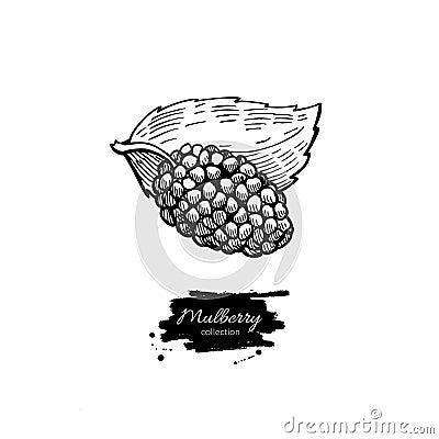 Mulberry superfood drawing. Isolated hand drawn Vector Illustration