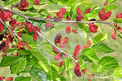 Mulberry Tree Stock Photo