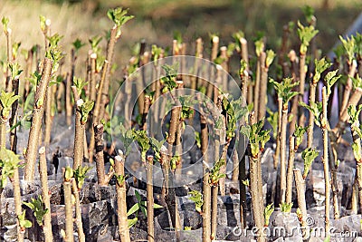 Mulberry tree cuttings in pots black Stock Photo