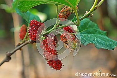 Mulberry tree, mulberry fruit Stock Photo