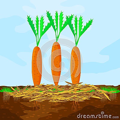 Mulch gardening concept with carrot, mulch,soil and sky. Mulching of plants, vegetables and soil protection. Vector Illustration