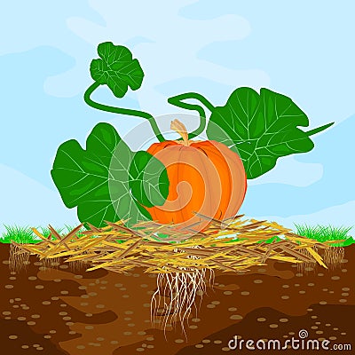 Mulch gardening concept with pumpkin, mulch,soil and sky. Mulching of plants, vegetables and soil protection. Vector Illustration