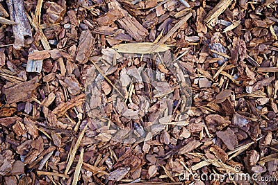 Mulch made of wood bark. Mulching is an agrotechnical way of covering the soil Stock Photo