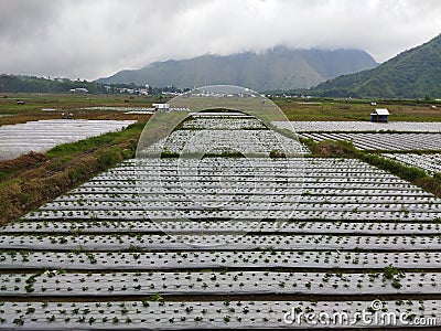 mulch material made of plastic to cover strawberry plants and maintain soil moisture and suppress weed growth Stock Photo