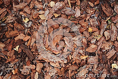 Mulching garden beds with pine bark pieces Stock Photo