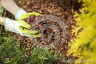 Mulching garden conifer bed with pine tree bark mulch Stock Photo