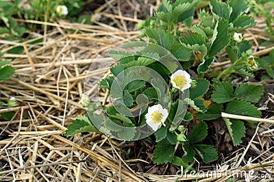 Mulching garden strawberries on the garden beds straw to protect against weed germination. Young strawberry bushes Stock Photo