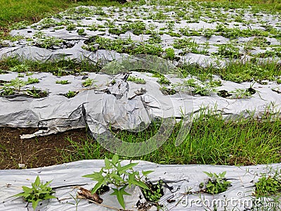 mulching plant cover material to maintain soil moisture and suppress the growth of weeds and diseases so that the plants grow well Stock Photo