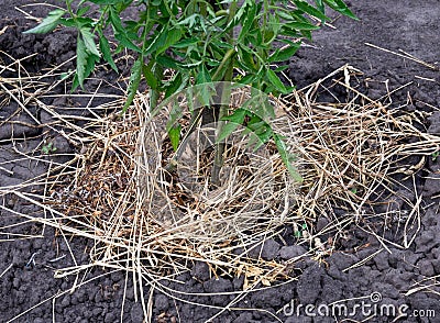 Mulching a tomato bush with hay and dry grass Stock Photo