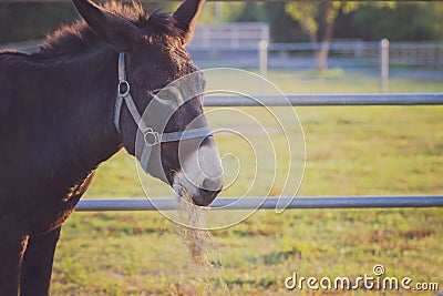 Mule chewing grass in the farm. Stock Photo