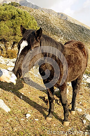 Mule in countryside. Stock Photo