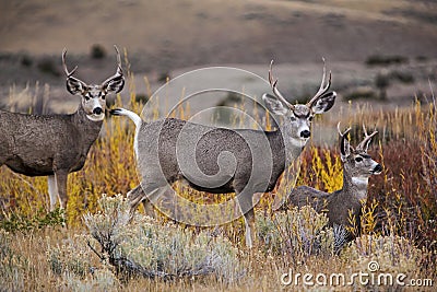 Mule deer bucks wildlife herd buck antler Stock Photo