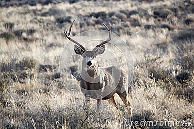 Mule Deer Stock Photo