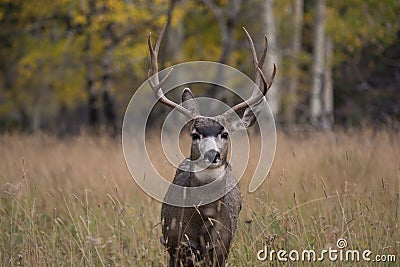 Mule deer in aspen Stock Photo