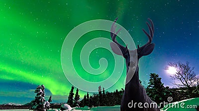 Mule deer and Aurora borealis over taiga forest Stock Photo