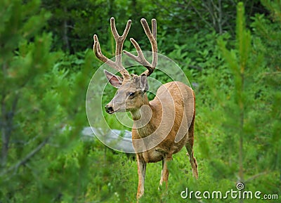 Mule Deer buck Stock Photo