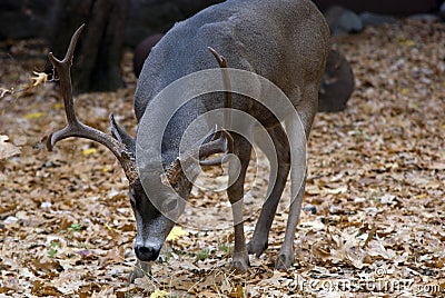 Mule Deer Buck Stock Photo